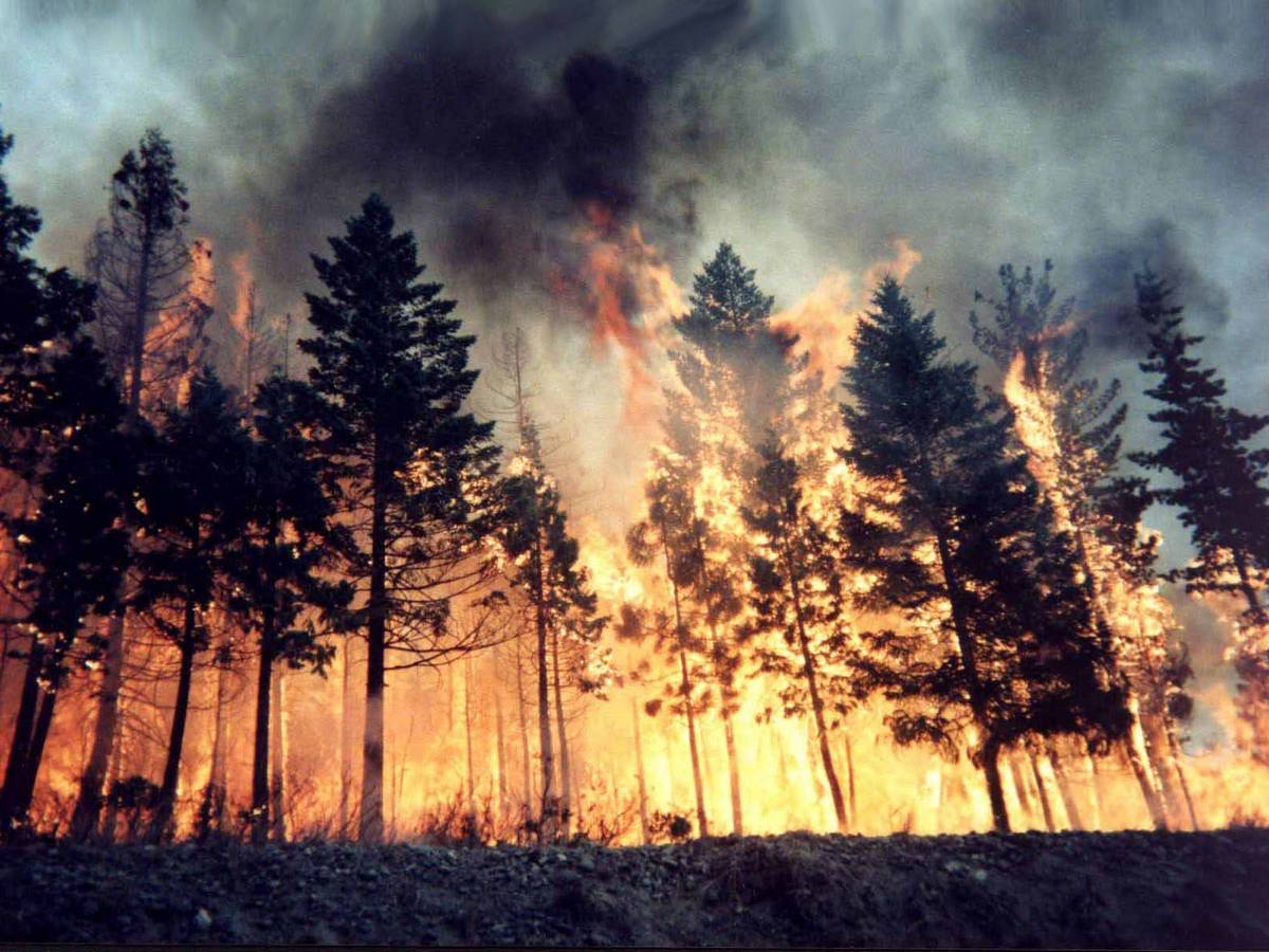 Forest firefighting and fire </br>prevention